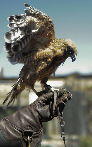 Red shouldered hawk, Phoenix, is photographed at WildCare in San Rafael, Calif. Photo: Yue Wu, The Chronicle / SF